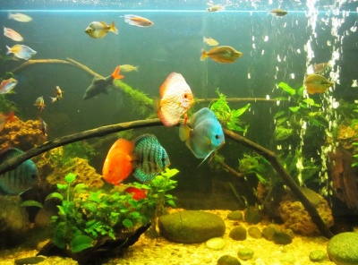 5 Bedrooms, Загородная, Продажа, Listing ID 2059, Московская область, Россия,